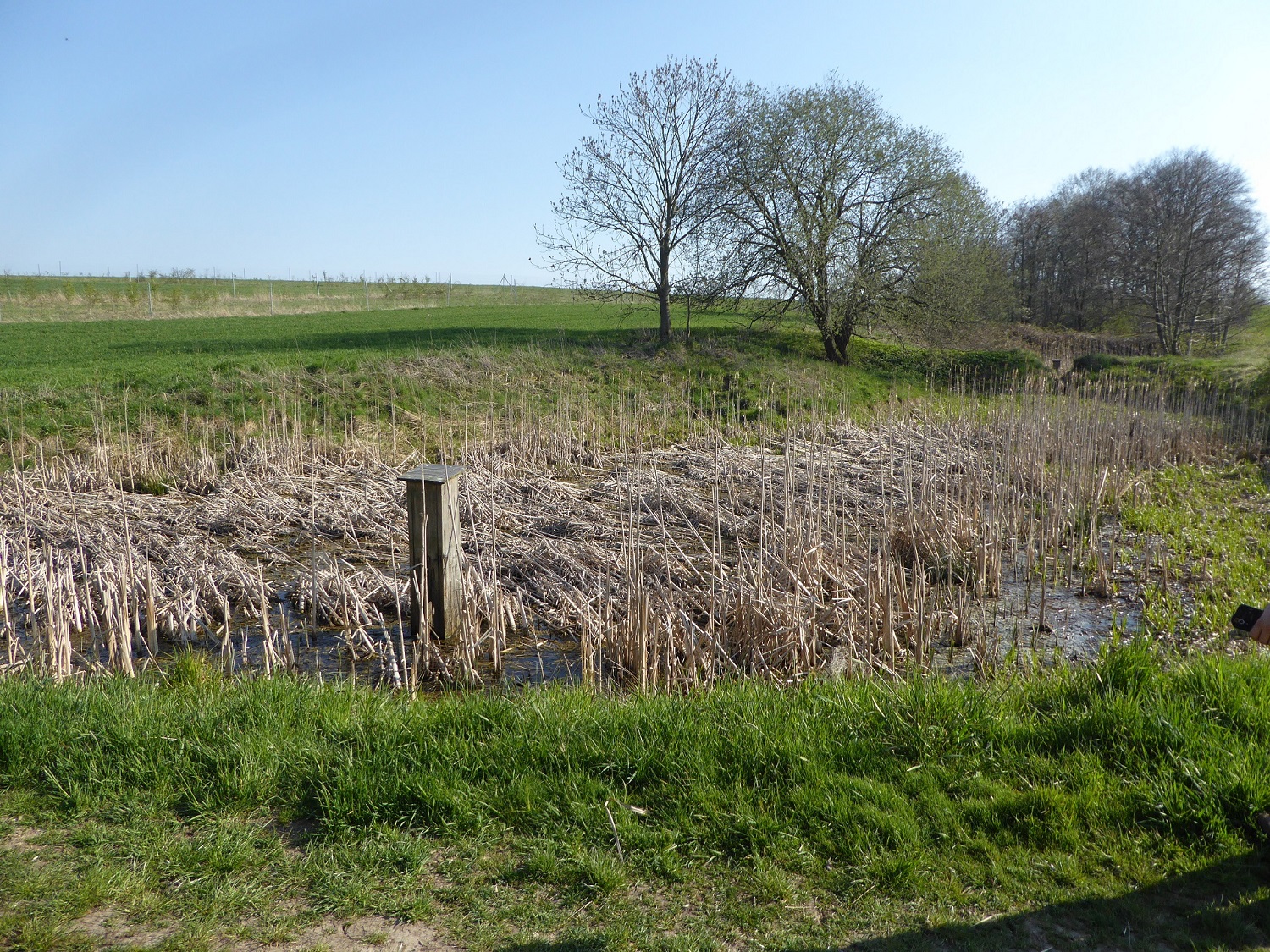 Gewässerrevitalisierung von drei Teichen (Obere FriedemannTeiche